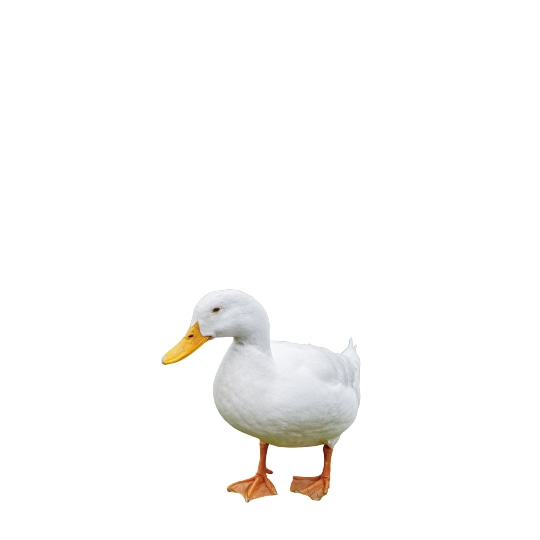 ダックダウン
